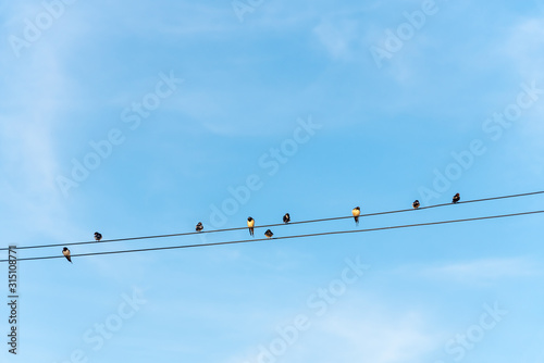 Birds perched on electric wires