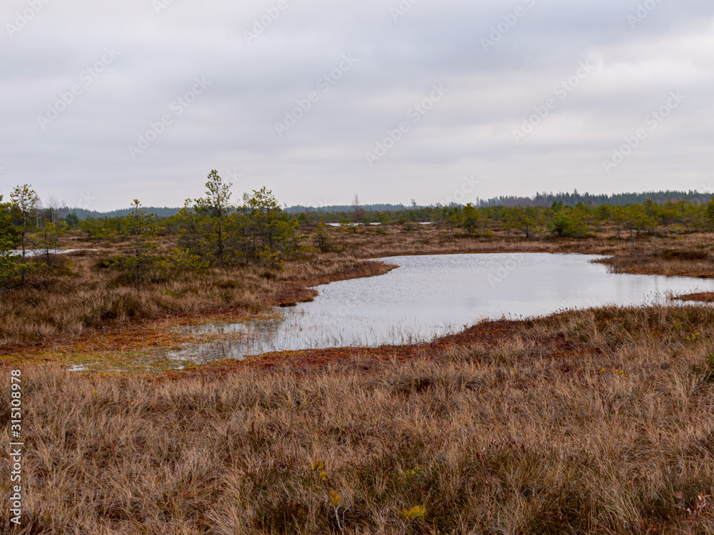 bog landscape with red mosses, small bog pines