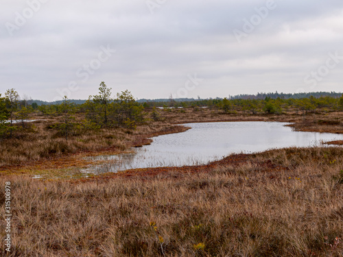 bog landscape with red mosses  small bog pines