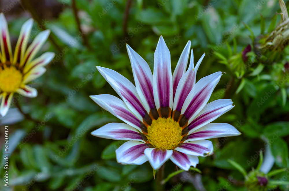 Fototapeta premium flower in garden