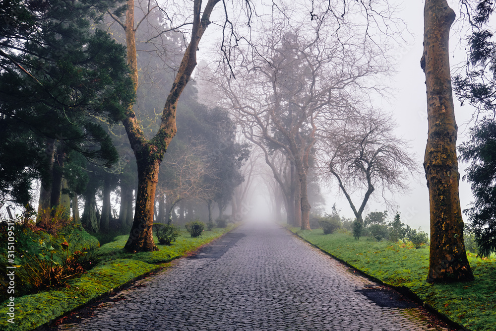 Naklejka premium Fog on the road. Sao Miguel Island, Azores.