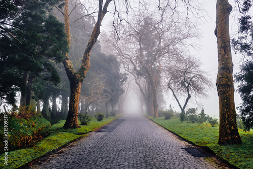 Fog on the road. Sao Miguel Island, Azores.