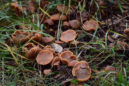 Toasted waxcap