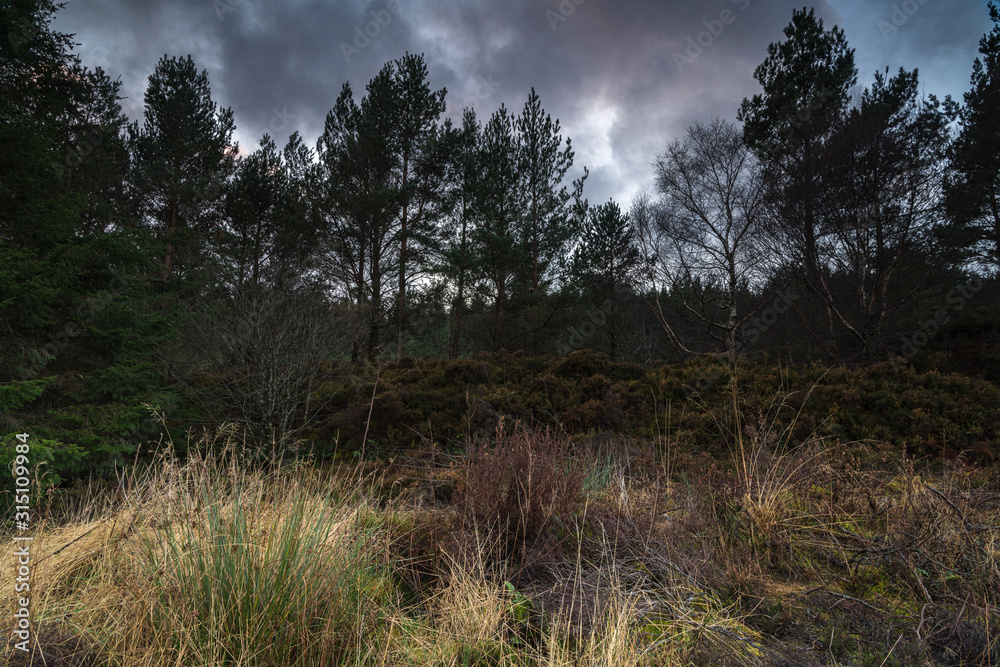 A gloomy winter image of mixed woodland on the Applecross Peninsula in Wester Ross, Scotland. 25 December 2019 A gloomy winter image of mixed woodland on the Applecross Peninsula in Wester Ross, Scotland. 25 December 2019