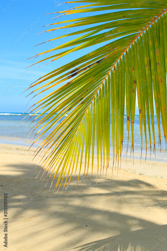 Tropical beach with palm tree branch and Caribbean sea.