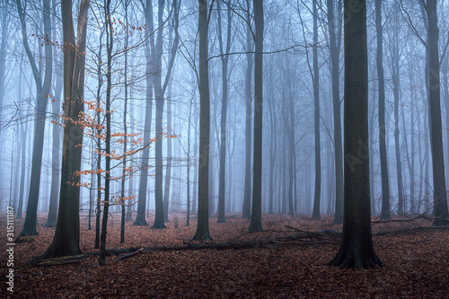 Autumn leaves on small tree and forest floor, Naestved, Denmark