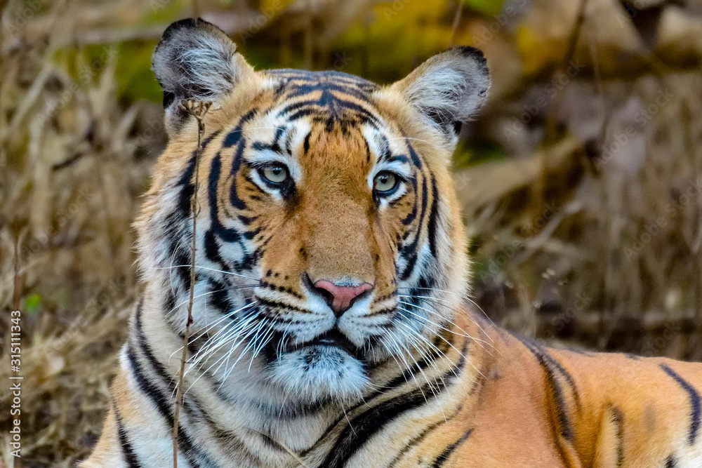 Fototapeta premium tigress in south India