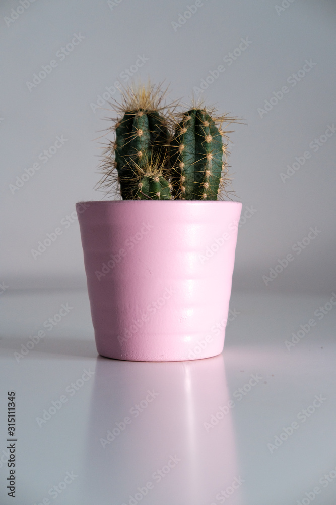 Petit cactus d'intérieur sur fond blanc Stock Photo | Adobe Stock