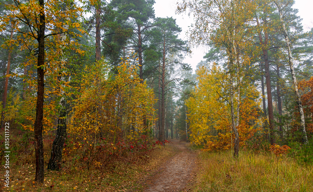Traveling along forest roads. Autumn colors adorned the trees. Light fog creates fabulous scenes.