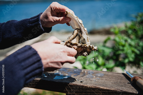 Hands opening fresh oyster shell photo