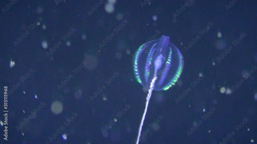Comb jelly Sea gooseberry (Pleurobrachia pileus) hunts for plankton