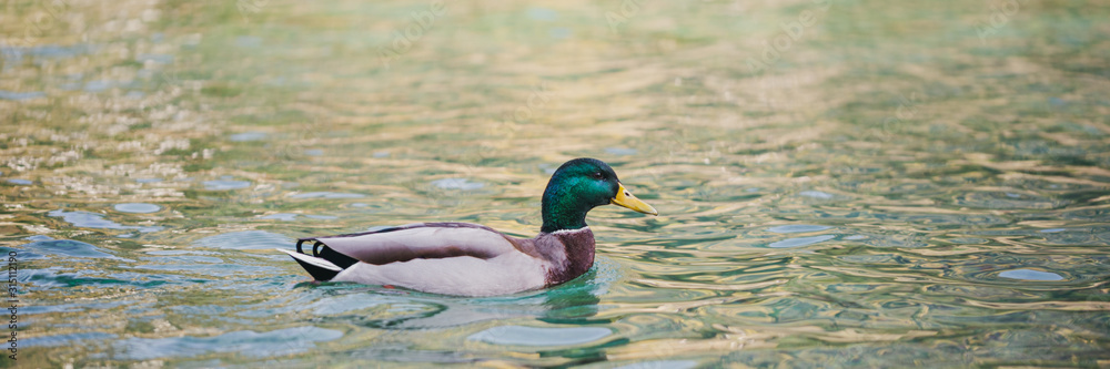 Male duck swimming in a lake