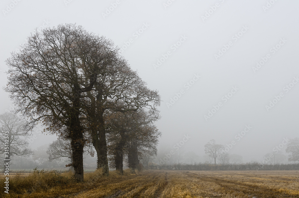 Oak Trees in the Mist