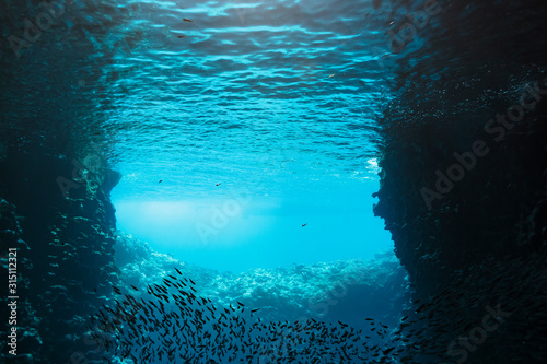 School of fish swimming underwater, Vava'u, Tonga, Pacific Ocean