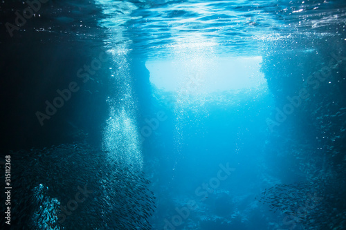 Schools of fish swimming underwater in tranquil blue ocean, Vava'u, Tonga, Pacific Ocean