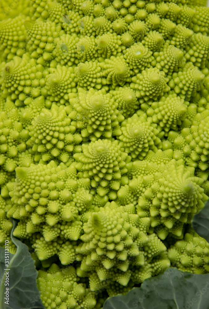 closeup of a romanesco broccoli on a white background closeup of a romanesco broccoli on a white background