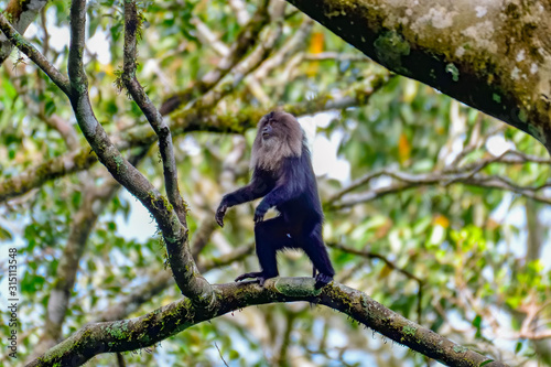 Lion Tail Macaque Monkey in Indian south green forest