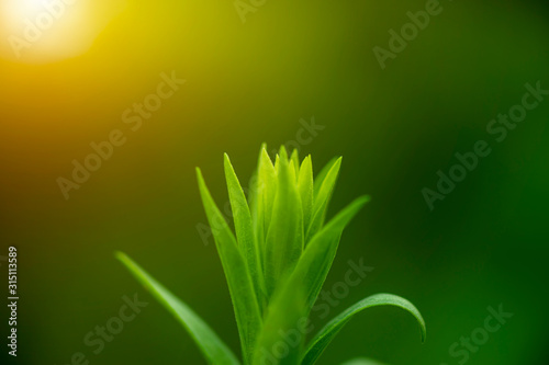 Close up Green leaves with sunlight on blur background.