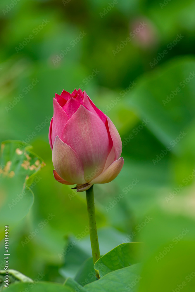 Close up of lotus flower on blur background