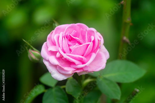 Pink Rose flower with blur background.