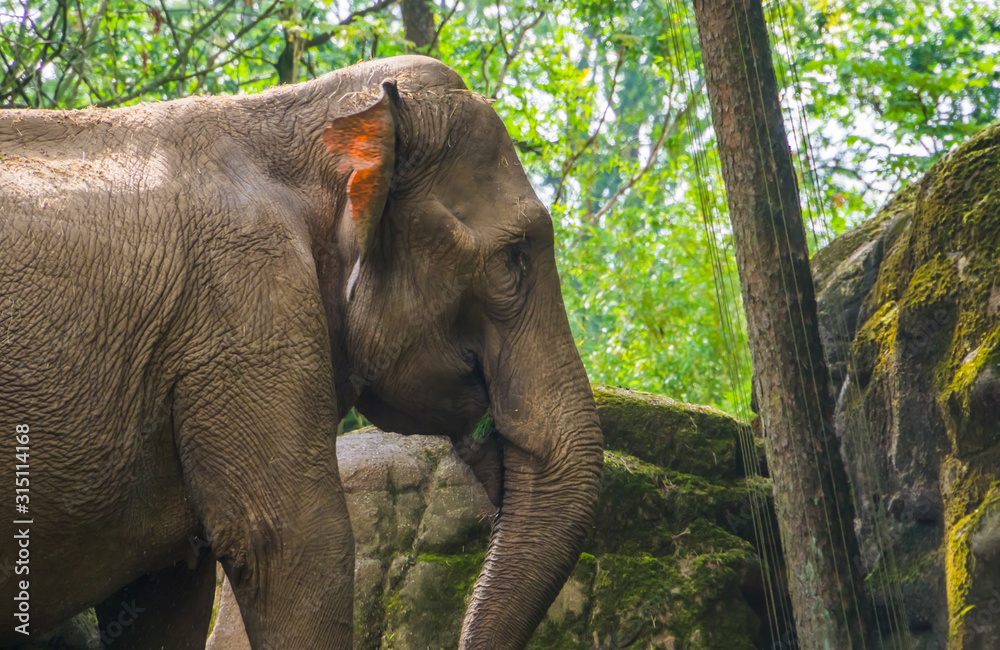 The face of a Asian elephant in closeup, Endangered animal specie from Asia  Stock Photo | Adobe Stock