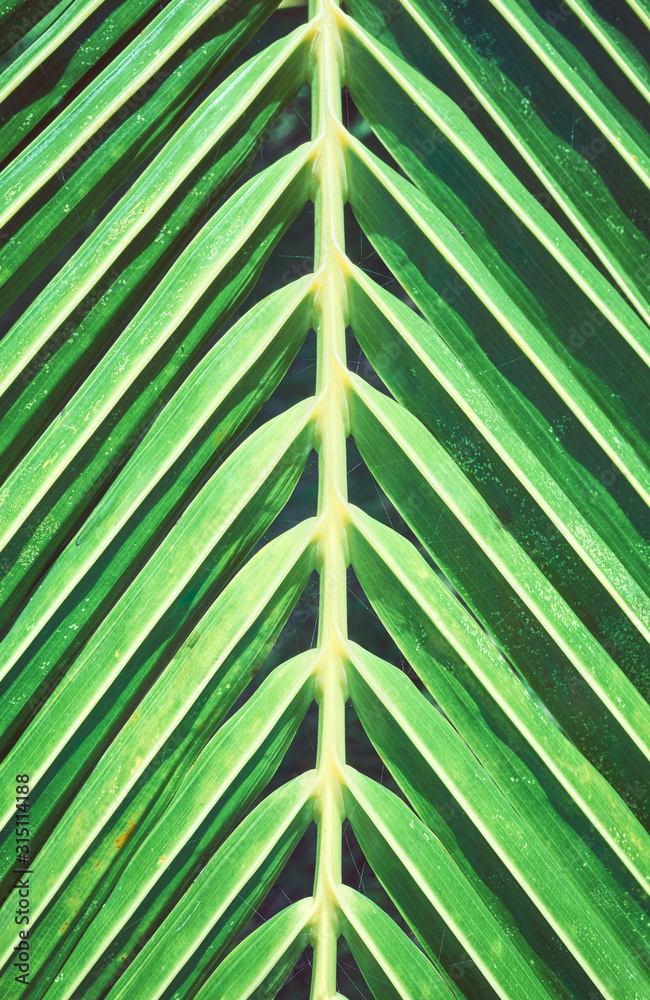 Close up of a palm tree leaf, selective focus. Close up of a palm tree leaf, selective focus.