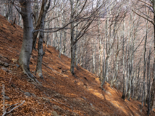 Beech forest as viewed form Hiking Trail to Alpe Cavrua in Val Grande National Park