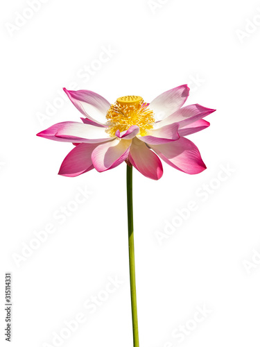 Close up of lotus flower on white background