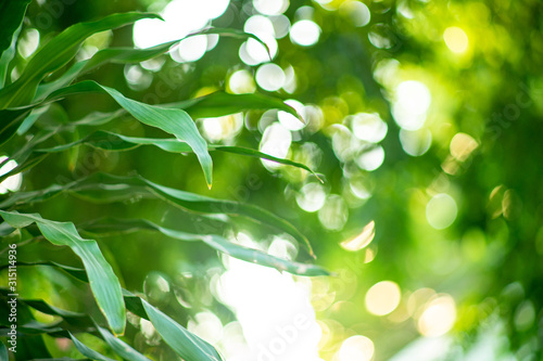 Abstract bokeh from the sunlight hits the green leaves