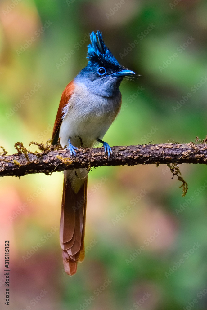Fototapeta premium Female Paradise Flycatcher