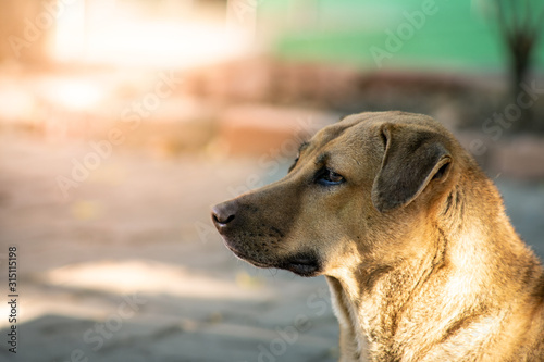The image of a brown dog staring at something.