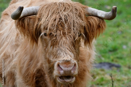 portrait of scottish highlander cow