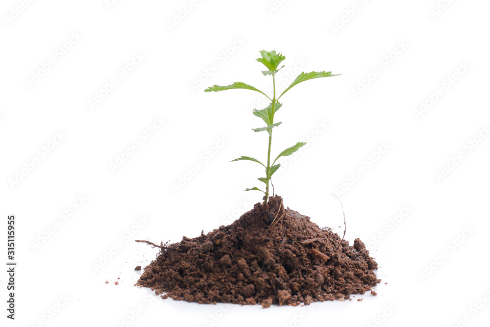 Green sprout growing out from soil isolated on white background Green sprout growing out from soil isolated on white background