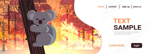 endangered koala bear on tree animals dying in australia wildfire bush fire development dry woods burning trees natural disaster concept intense orange flames horizontal copy space vector illustration