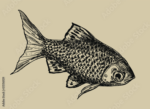 Ink drawn fish isolated from background. Aquarium fish - hand drawn illustration. Barbus ticto-Odesa.