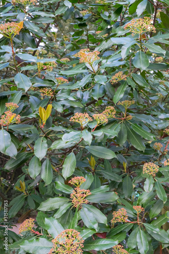 Photinia serrulate Kahle Glanzmispel photo