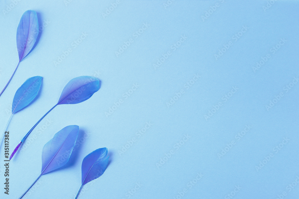 Group of blue feathers on light pure background