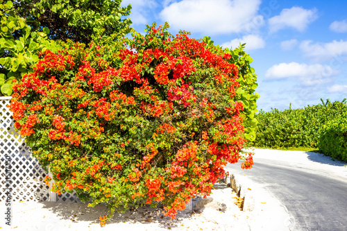 The view of beach on Half Moon Cay island at Bahamas.