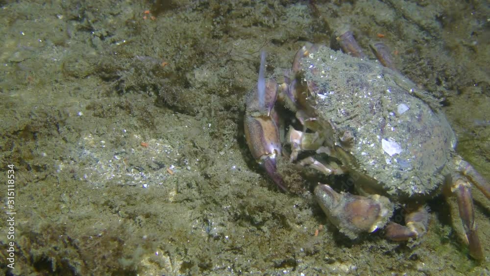 Green crab or Shore crab (Carcinus maenas) eats algae, then leaves the frame, close-up. Green crab or Shore crab (Carcinus maenas) eats algae, then leaves the frame, close-up.