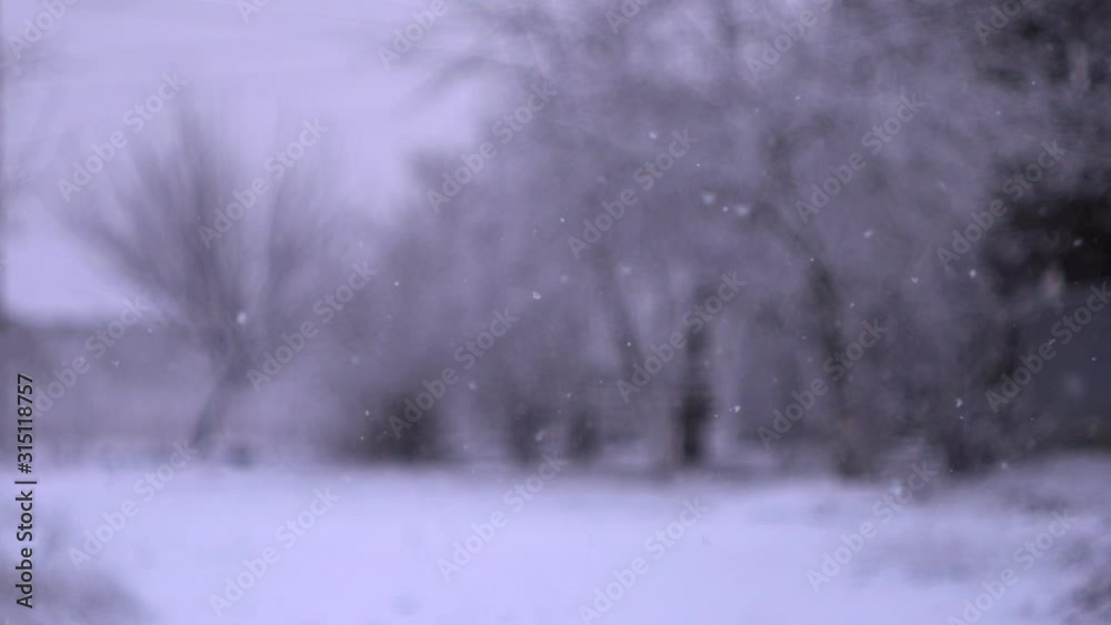 Snowflakes Slowly Fall In Winter Forest. Winter landscape background. 4k video Snowflakes Slowly Fall In Winter Forest. Winter landscape background. 4k video