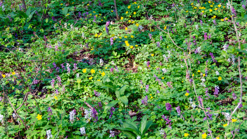 Colorful forest ground