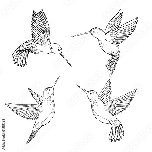 Set hummingbirds. Sketch pencil. Drawing by hand.
