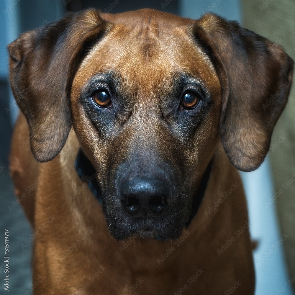 Rhodesian Ridgeback looking at camera indoors Rhodesian Ridgeback looking at camera indoors