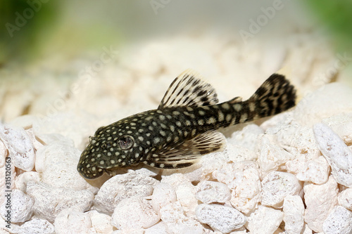 Bristlenose catfish aquarium fish bushynose pleco photo