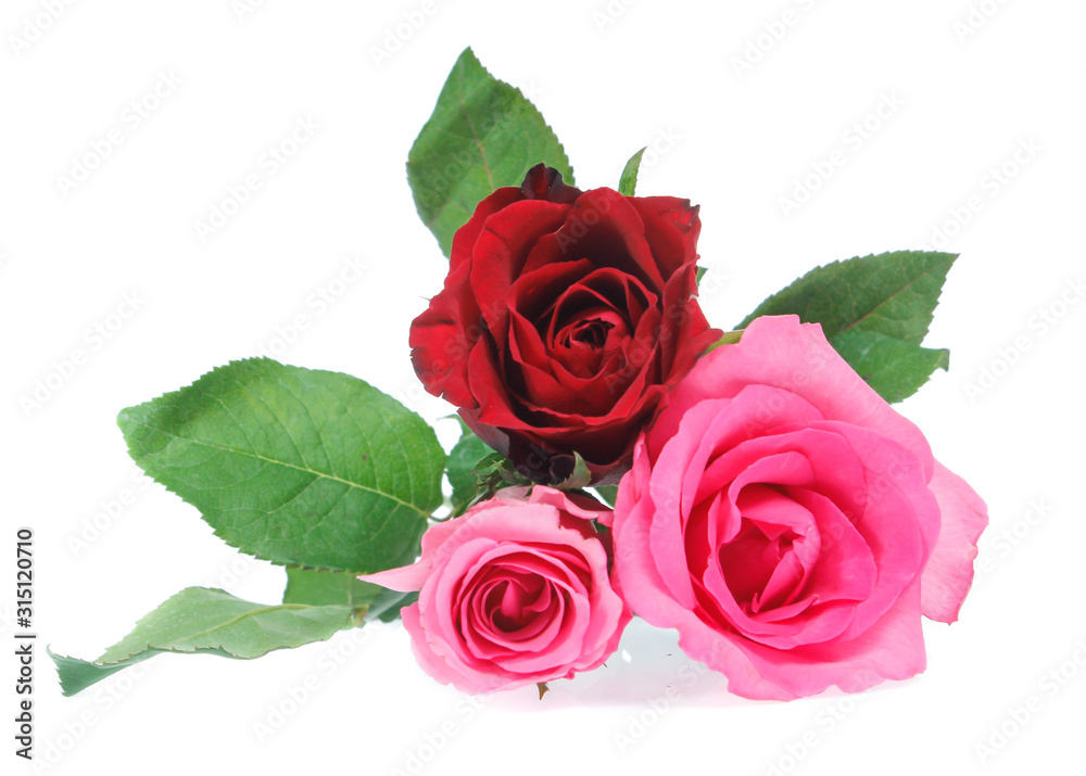 Fototapeta premium Beautiful rose isolated on white