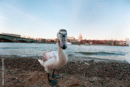 Fototapeta Naklejka Na Ścianę i Meble -   Swans at the River Thames opposite St.Paul's Cathedral