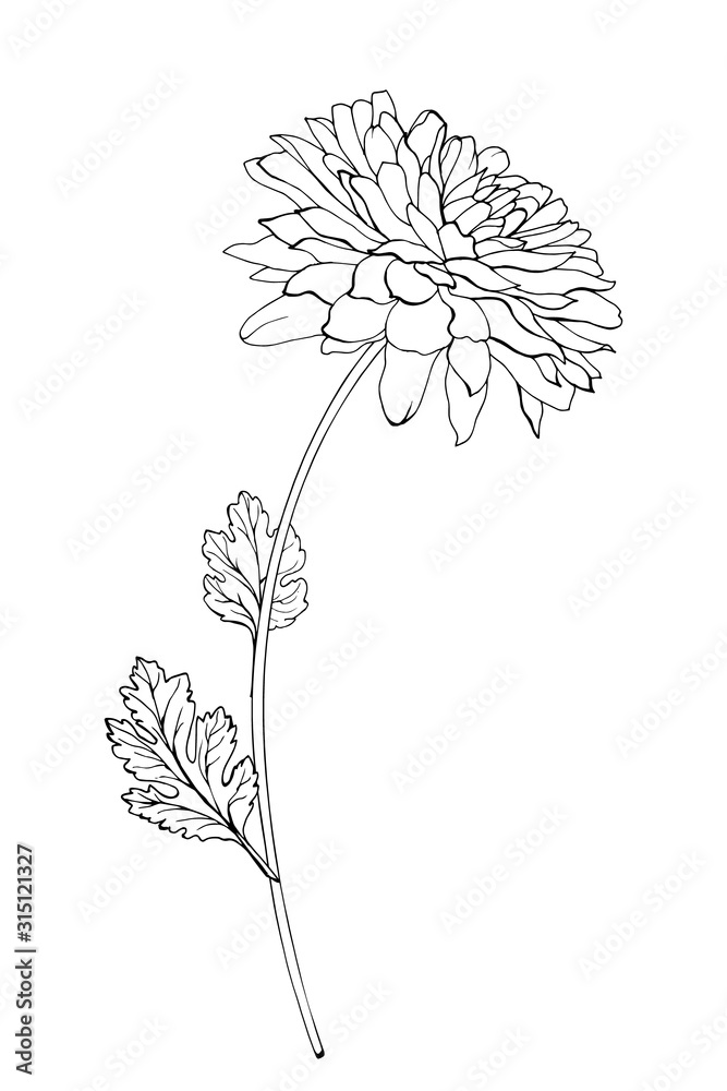 Vector single black outline flower chrysanthemum, branch and leaves. Isolated on white
