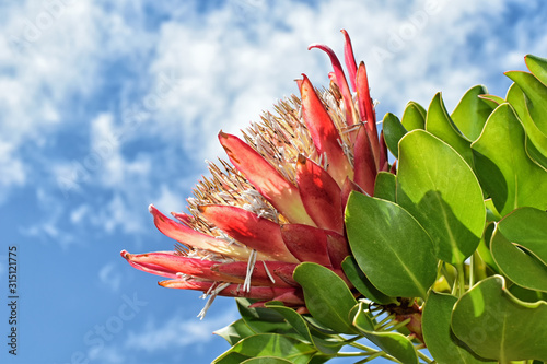 King Protea, Stellenbosch University Botanical Garden, South Africa photo