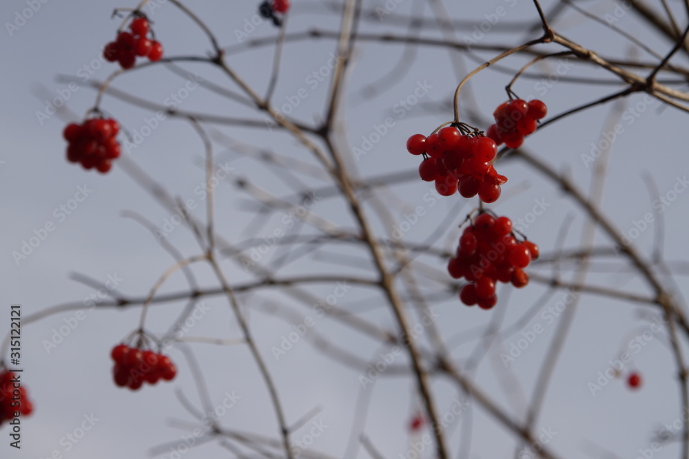 Rote Beeren an einem Blattlosen Busch im Winter Rote Beeren an einem Blattlosen Busch im Winter