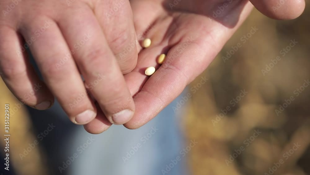 closeup of ripe grains in the hands of a man. wheat on the palm of the farmer.